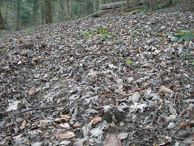 Funghi e vegetazione invasiva